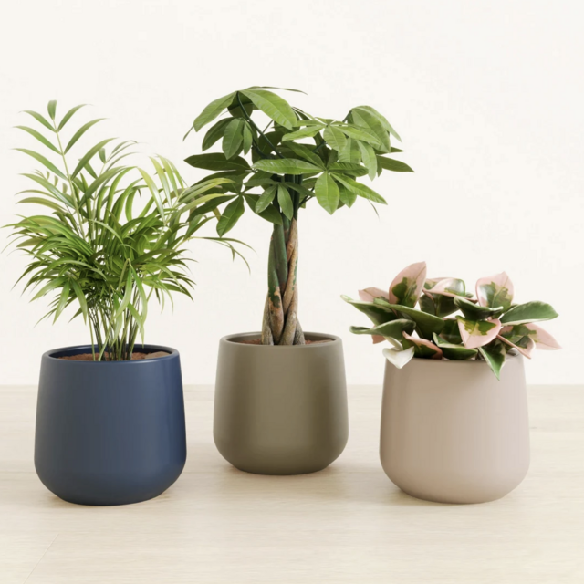 Easy Plant Nature’s Trifecta