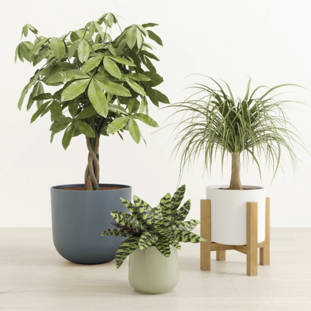 Easy Plants The Luscious Trinity