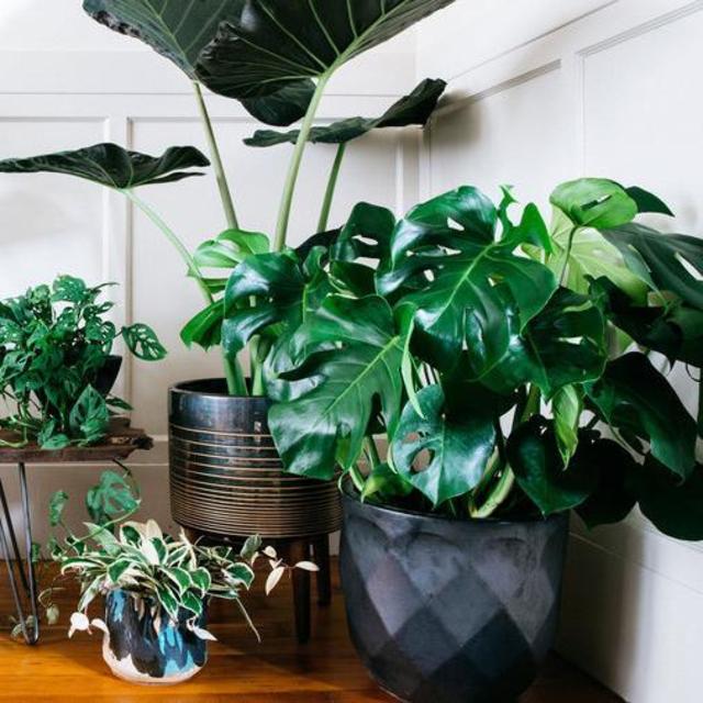 More House Plants :)