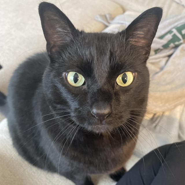 LB’s Cat Sitter