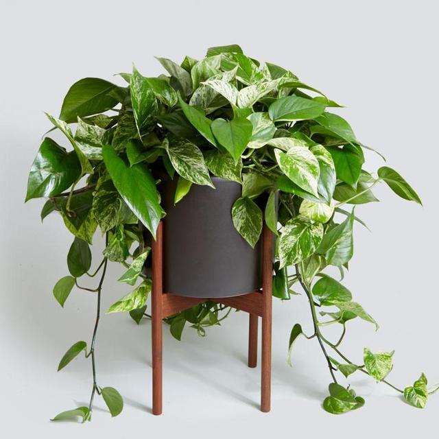 The Case Study Cylinder with Variegated Pothos