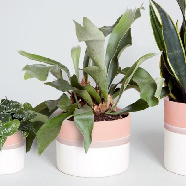 The Sonora Collection - Medium pot with plant