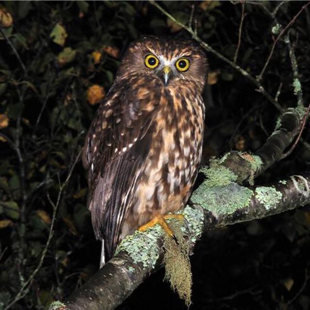 Wildlife Night Hike (Honeymoon) Fund