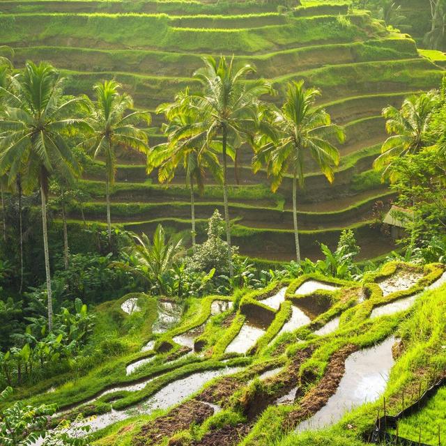 Guided Tour of Rice Terraces & Waterfalls