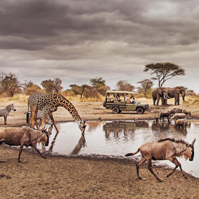 Safari in South Africa