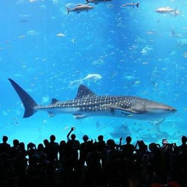 Aquarium tickets