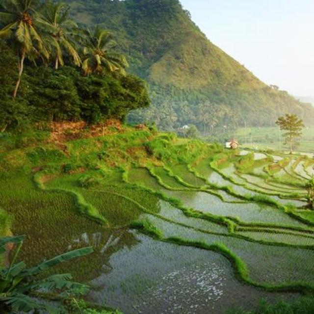 Day Trips to Rice Paddies and Temples