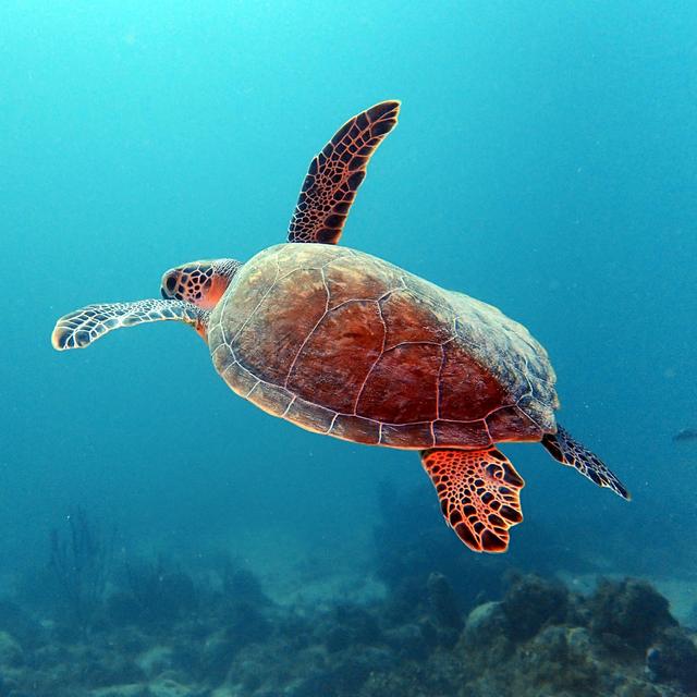 SCUBA Diving