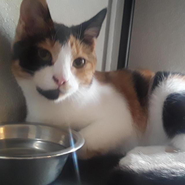 Calley's Emergency Vet Fund