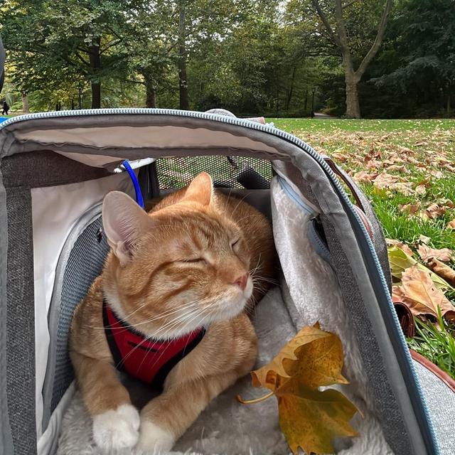 Cooper’s College Fund🐈🎓