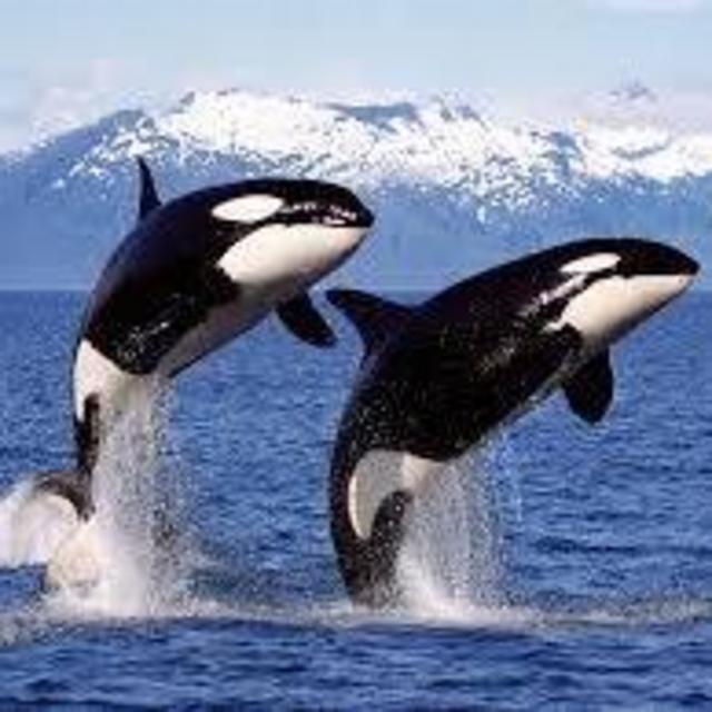Whale Watching in Vancouver