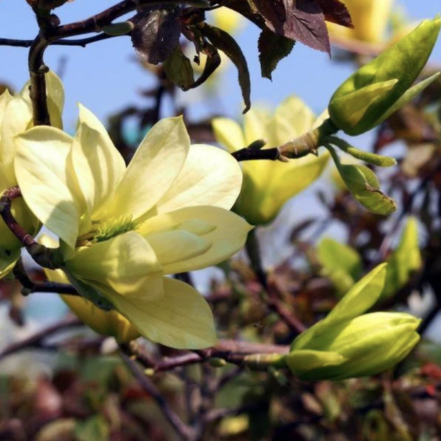 Butterfly Magnolia Trees
