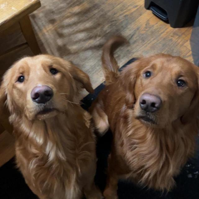 Our Golden Retriever Fund