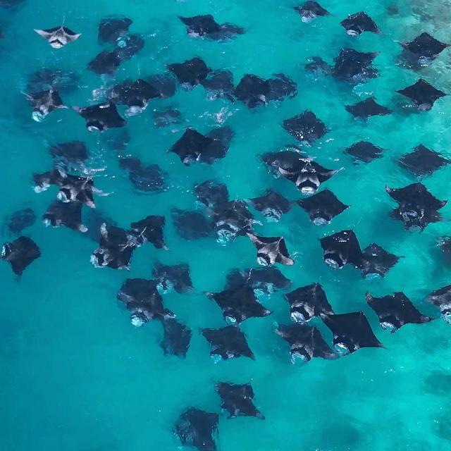 Snorkel with Manta Rays in Hanifaru Bay