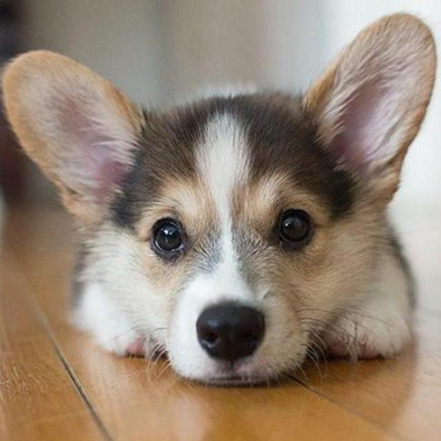 Our New Corgi Puppy