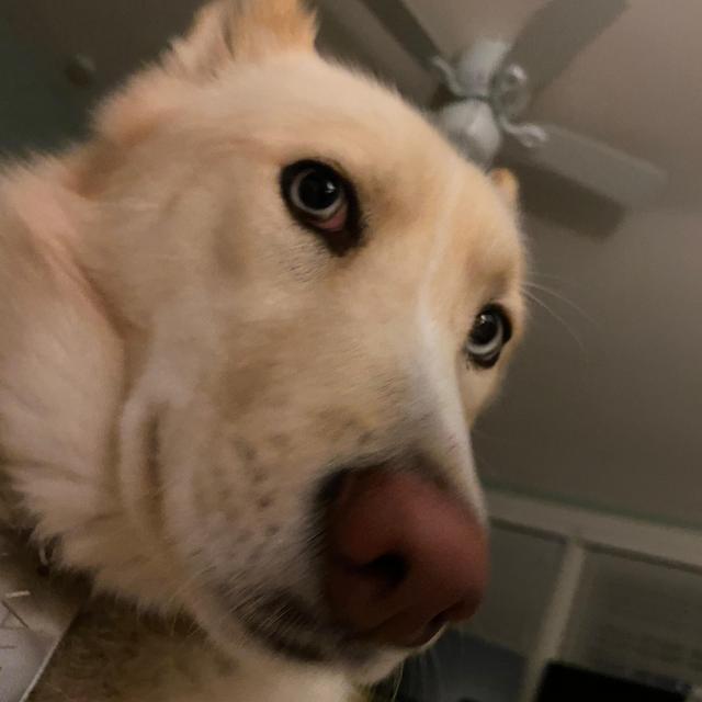 A Night of Doggy Day Care