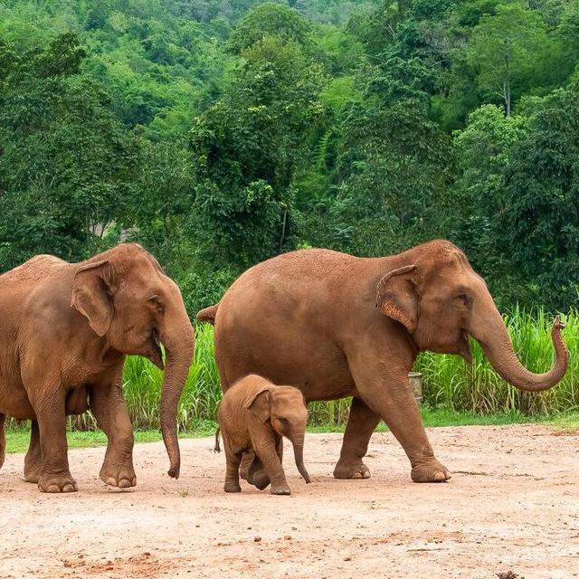Chiang Mai Elephant Sanctuary