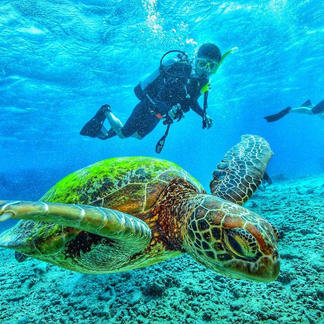 Scuba Diving in the Galapagos