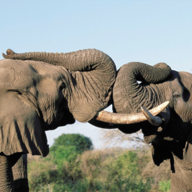 African Safari Honeymoon