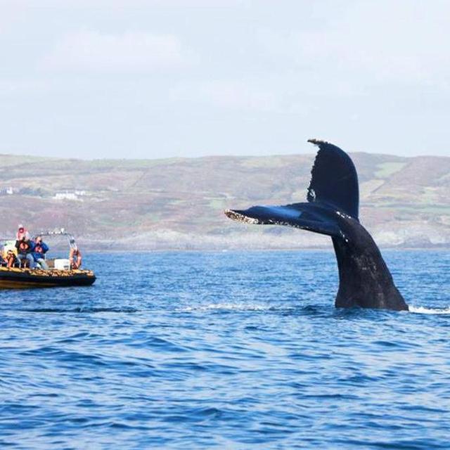 Whale Watching in Cork, Ireland