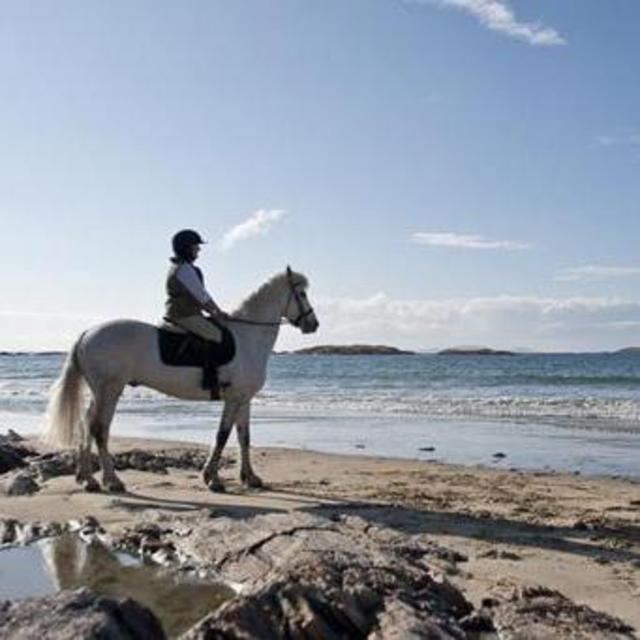 Honeymoon Horseback Riding
