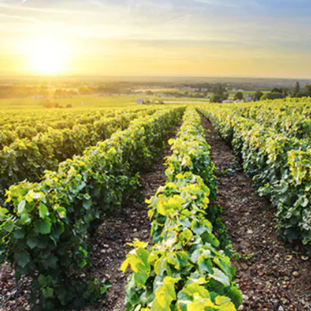 Wine for 2 at Maui Winery (Honeymoon)