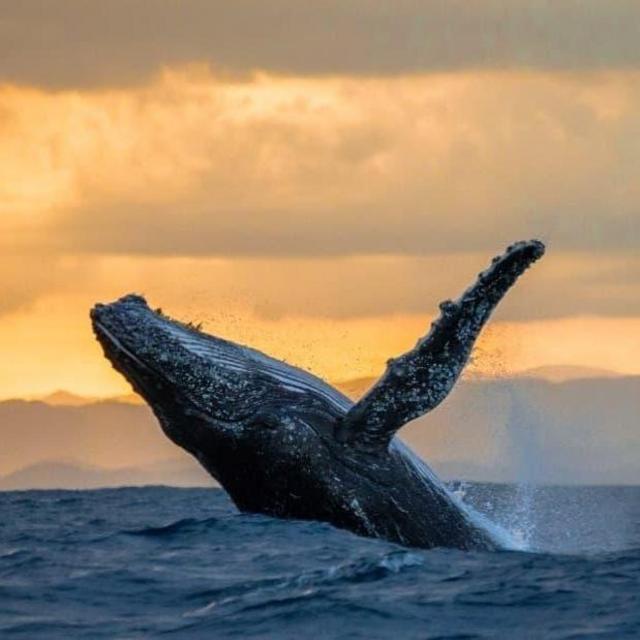 Whale watching in Maui (Honeymoon)
