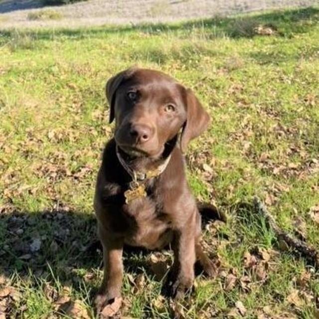 Remi Training Fund