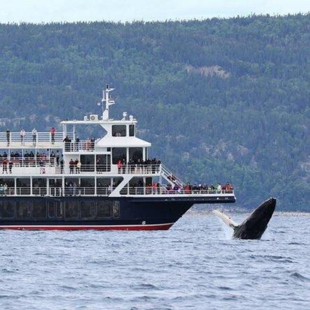 Whale Watching