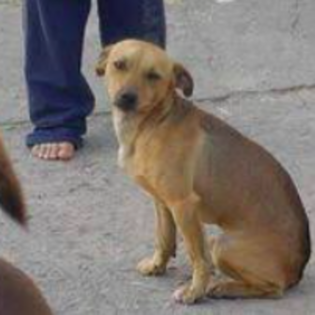 Fund to bring a caramel dog to Boston