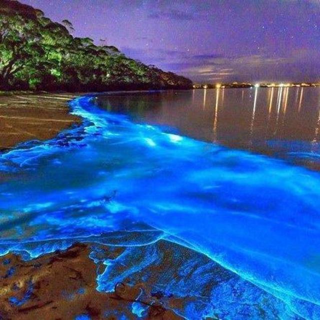 Honeymoon Luminous Lagoon Nighttime Boat Tour