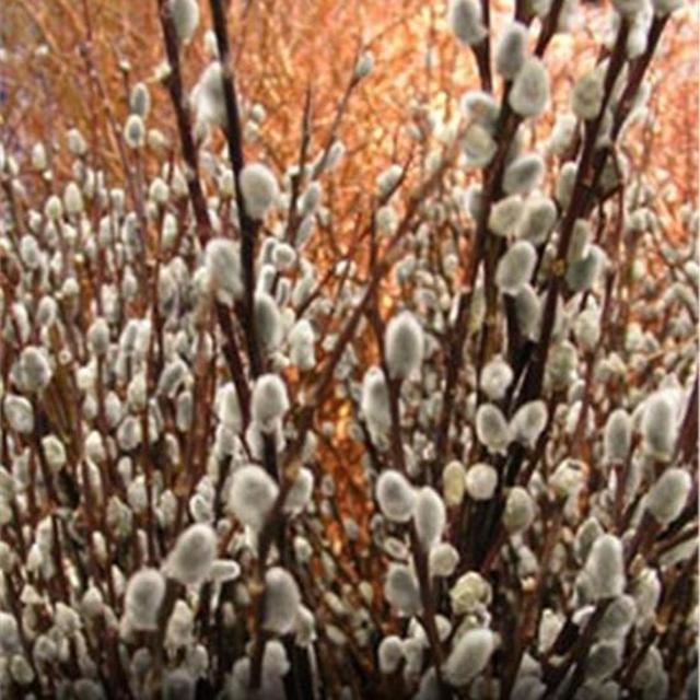 LIVE Pussy Willow tree