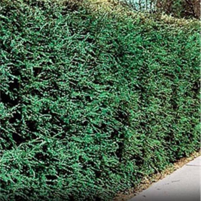 LIVE Canadian Hemlock