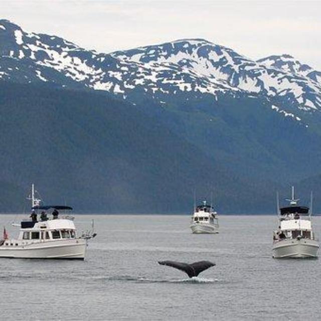 Whale Watching