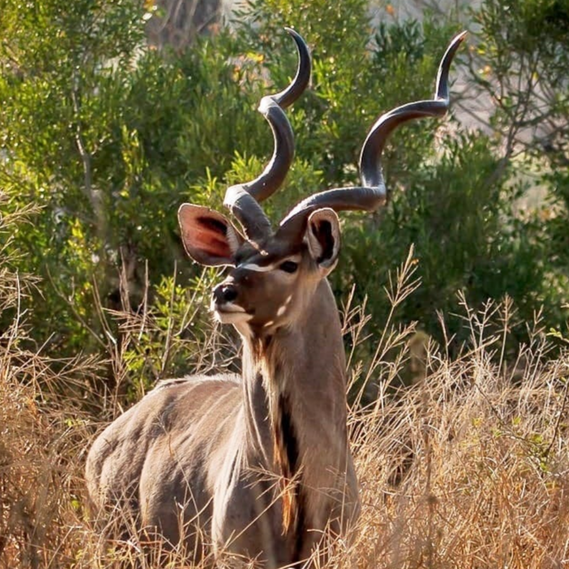 Africa Hunting Trip