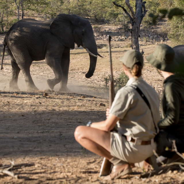 Honeymoon: South Africa Big Five Viewing Walk with Guide