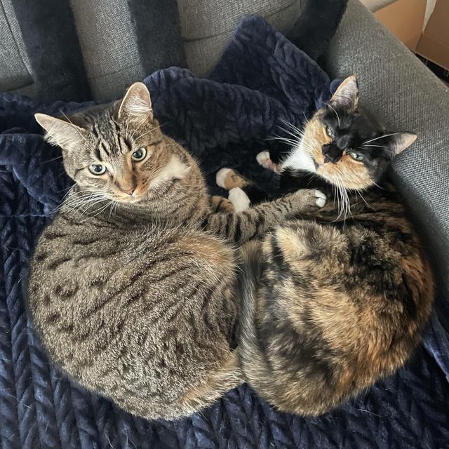 Treats and Toys for our Cats