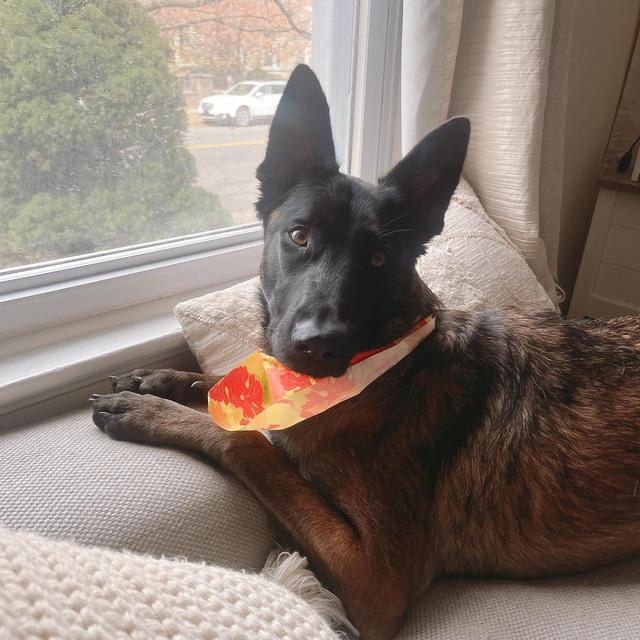 Tilly’s toys & treats fund