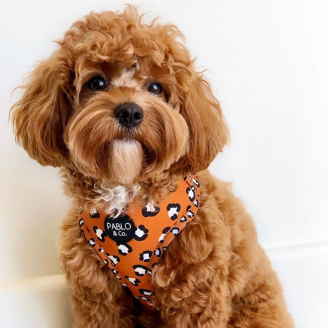 Pablo & Co Adjustable Dog Harness