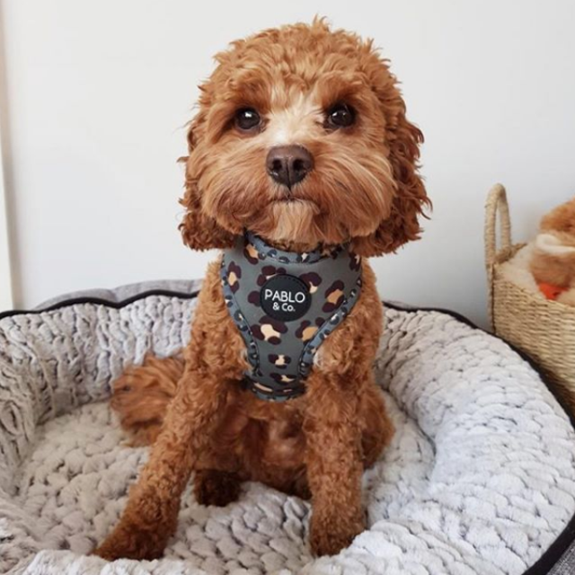 The Khaki Leopard: Adjustable Dog Harness