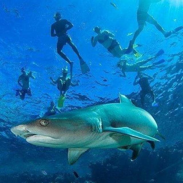 Snorkeling with Sharks in Fiji