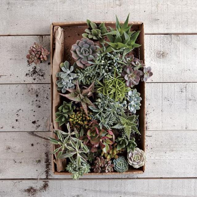 Succulents, Small Assorted