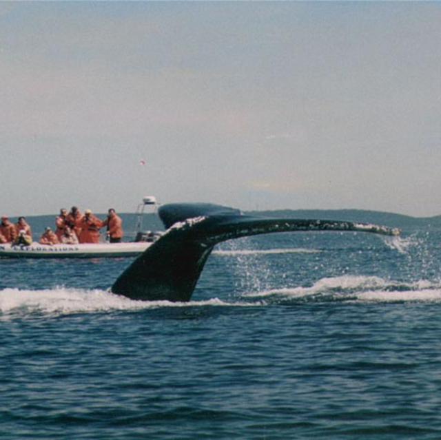 Ocean Explorations- Whale Watching