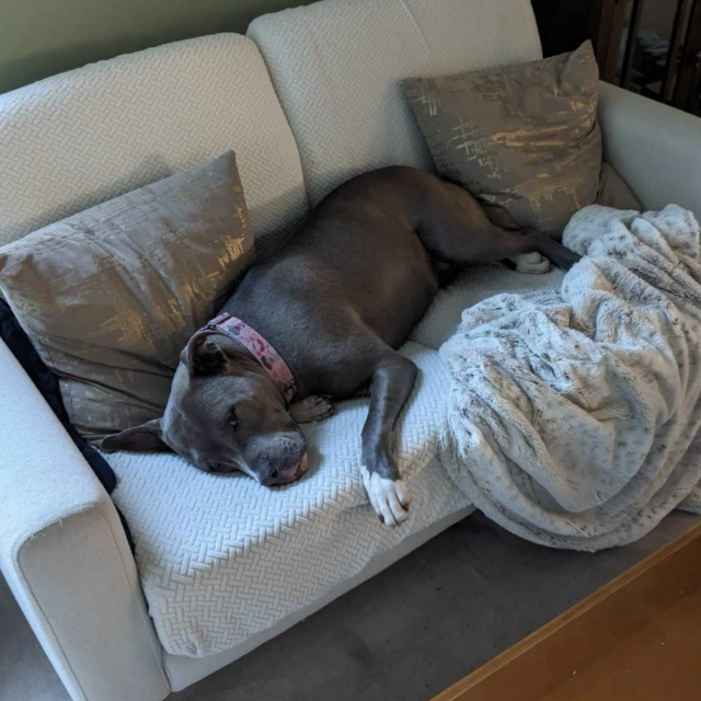 New couch for Sophie