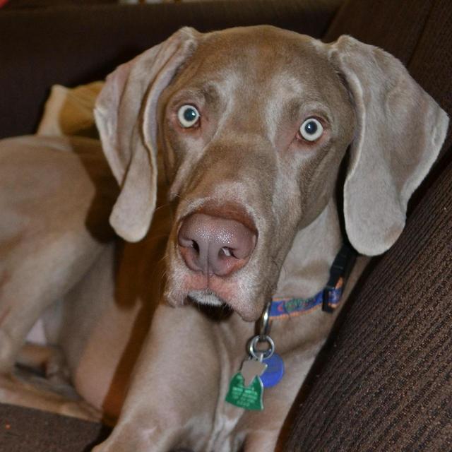 Pet Hotel For Our Honeymoon