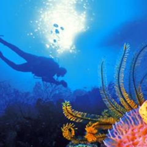 Island Excusrsions: Snorkeling