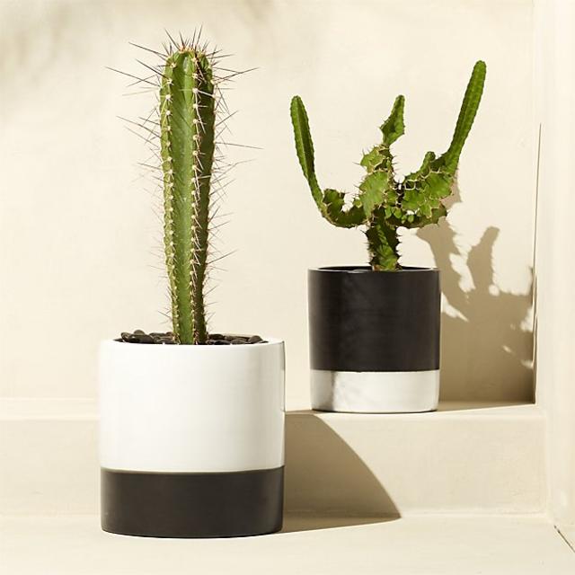 basic planters
