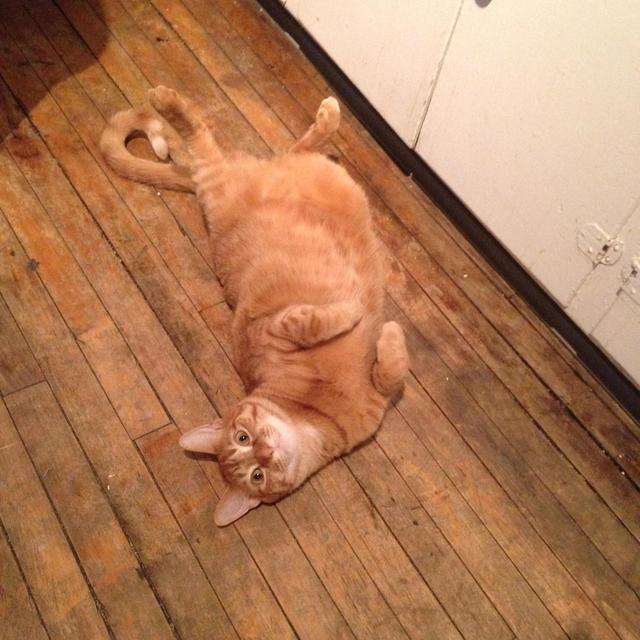 Donation to the Wisconsin Humane Society