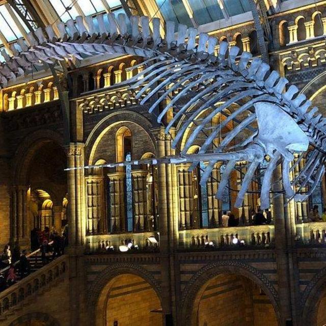 Natural History Museum Tour