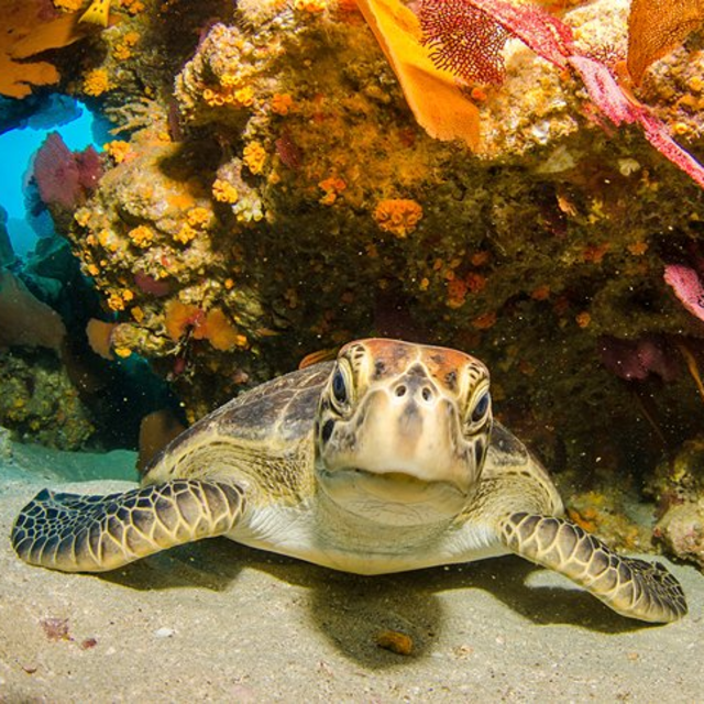 Honeymoon Snorkeling